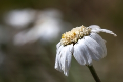 Achillea barrelieri