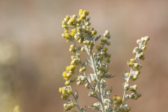Artemisia absinthium