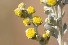 Artemisia absinthium