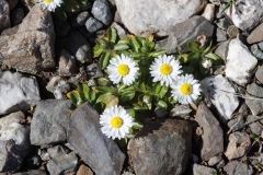 Bellis annua