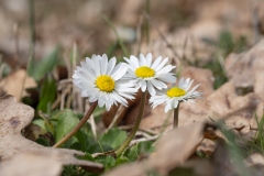 Bellis perennis