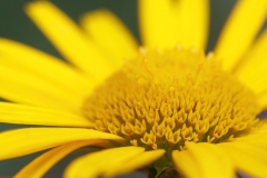 Buphthalmum salicifolium