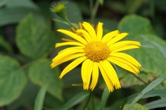Buphthalmum salicifolium