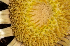 Carlina acanthifolia
