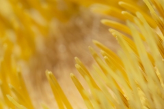 Carlina acanthifolia