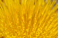 Carlina corymbosa