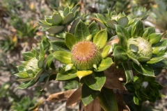 Carlina salicifolia lancerottensis
