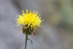 Centaurea ceratophylla