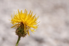 Centaurea ceratophylla
