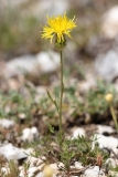 Centaurea rupestris