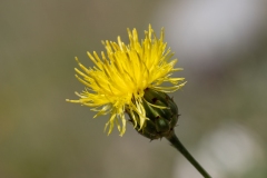 Centaurea rupestris