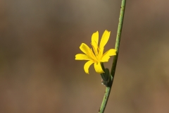 Chondrilla juncea