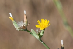 Chondrilla juncea