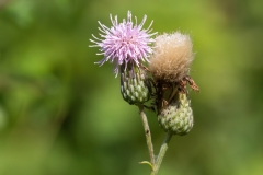 Cirsium arvense