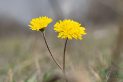 Crepis sancta