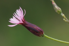 Crupina vulgaris