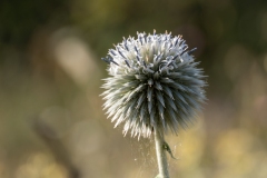 Echinops sphaerocephalus