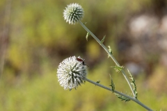 Echinops sphaerocephalus