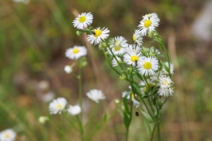 Erigeron annuus