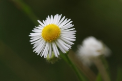 Erigeron annuus