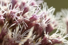 Eupatorium cannabinum