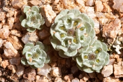 Filago tyrrhenica