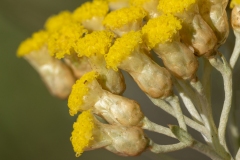 Helichrysum italicum