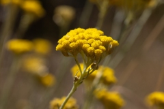 Helichrysum italicum