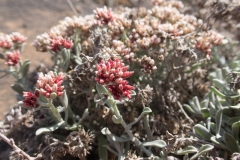 Helichrysum monogynum