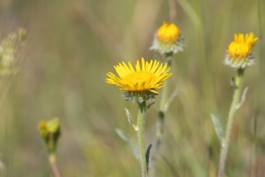 Pentanema montanum
