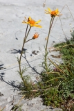 Jacobaea abrotanifolia
