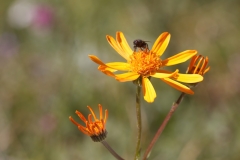 Jacobaea abrotanifolia