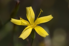 Mycelis muralis