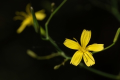 Mycelis muralis