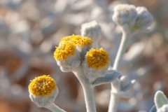 Achillea maritima maritima