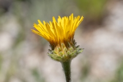 Pentanema montanum