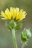 Helminthotheca echioides