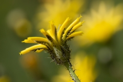 Pilosella piloselloides