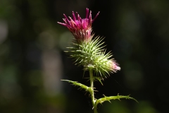 Ptilostemon strictus
