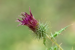 Ptilostemon strictus