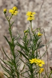 Senecio inaequidens