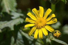 Senecio rupestris