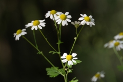 Tanacetum parthenium