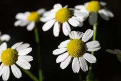 Tanacetum parthenium