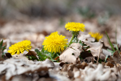 Taraxacum sp