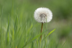 Taraxacum sp