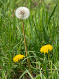 Taraxacum sp