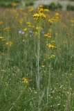 Tephroseris integrifolia integrifolia