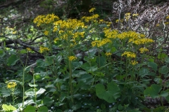 Tephroseris italica