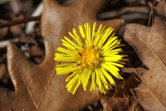 Tussilago farfara
